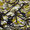 Olive Oil